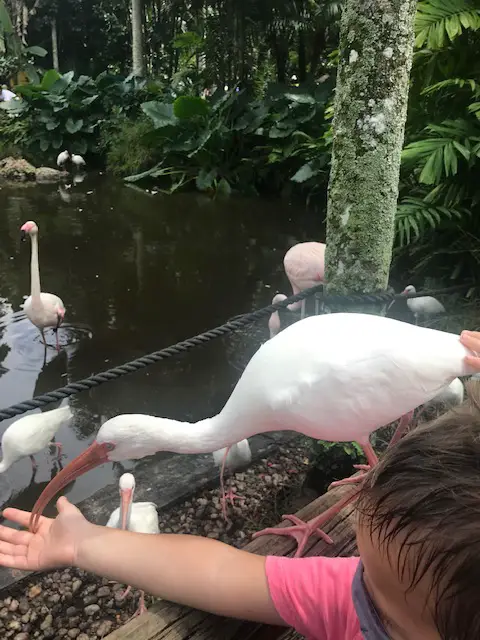 Alimentar a los flamingos es una de las actividades del Flamingo Gardens.