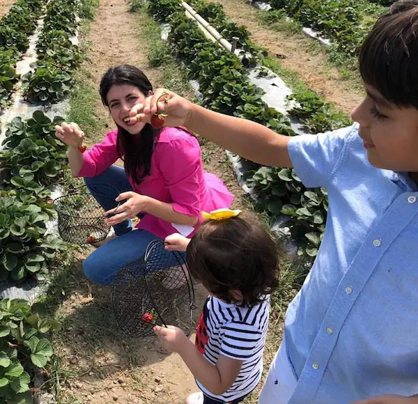 Recolectar fresas es una de las actividades que puedes hacer en las granjas para niños en Miami